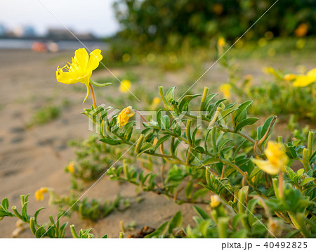 台湾 台北 台北市 40492825