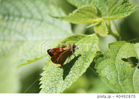ヒメキマダラセセリ ヒメキマダラセセリ 40492870