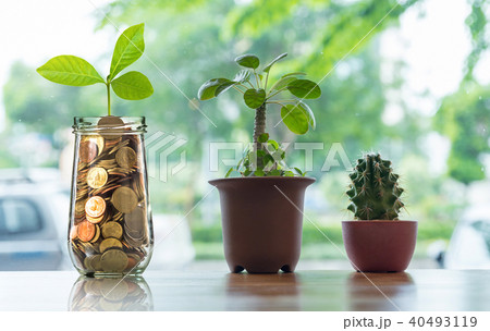 Gold coins and seed in clear bottle with Cactus in pot on the wooden table over the photo blurred background, Business investment growth concept Gold coins and seed in clear bottle with Cactus in pot on the wooden table over the photo blurred background, Business investment growth concept 40493119