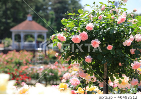 敷島公園バラ園 敷島公園バラ園 40493512