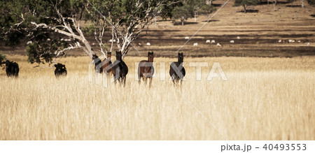 Australian horses in the paddock Australian horses in the paddock 40493553