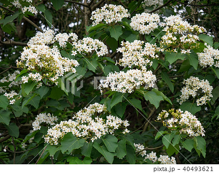 花 フラワー お花 40493621