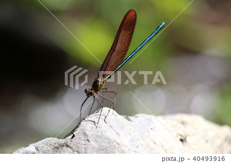 ミヤマカワトンボ 40493916