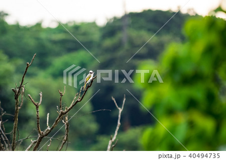 鳥 分枝 枝 40494735