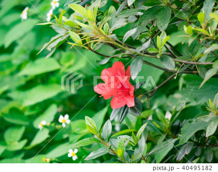 花 フラワー お花 40495182