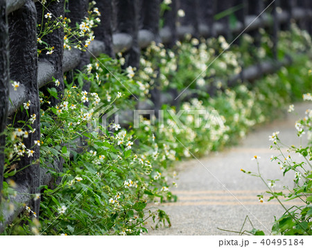 牧草地 放牧 放牧場 40495184