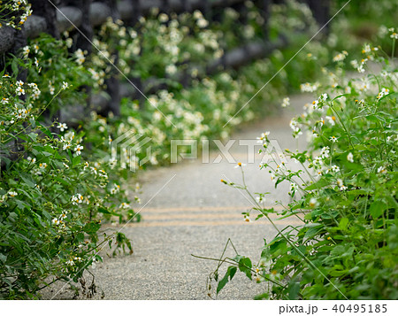 小道 小径 道すじ 40495185