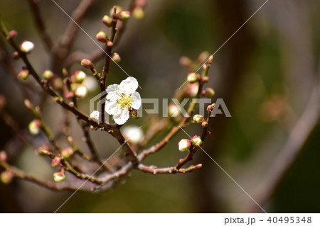 最初に咲いた梅 最初に咲いた梅 40495348