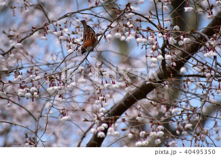 マメザクラにニュウナイスズメ 40495350
