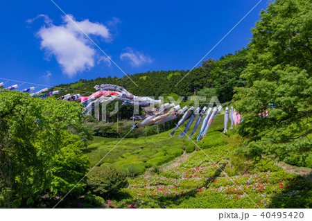 静岡県熱海市　姫の沢公園の鯉のぼり 40495420