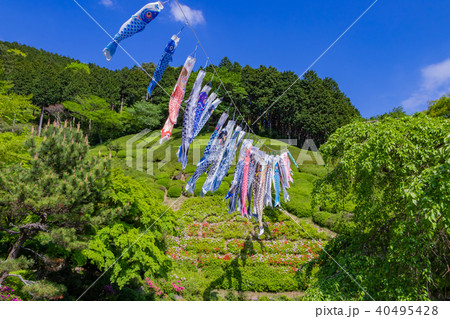 静岡県熱海市 姫の沢公園の鯉のぼり 静岡県熱海市 姫の沢公園の鯉のぼり 40495428