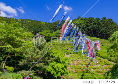 静岡県熱海市　姫の沢公園の鯉のぼり 40495429