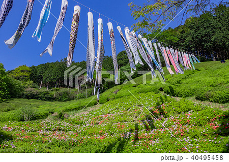 静岡県熱海市　姫の沢公園の鯉のぼり 40495458
