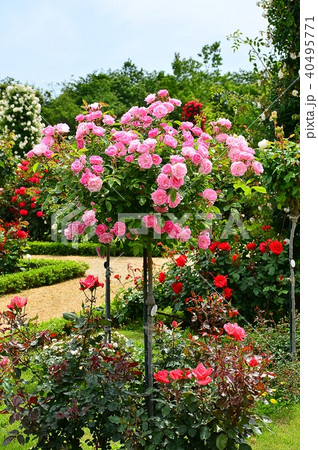 ローズガーデン ローズガーデン 40495771