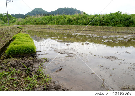 水田 田植え 40495936