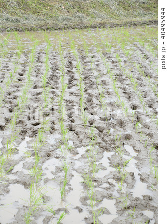 水田 田植え 40495944