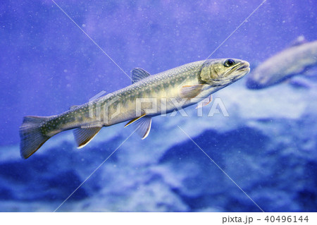 オショロコマ 40496144