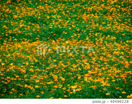 きれい 美しい 綺麗 40496228