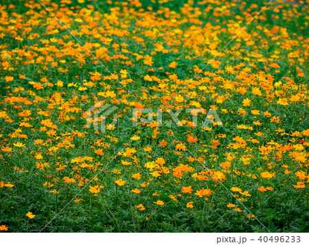 きれい 美しい 綺麗 40496233