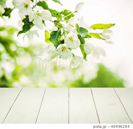 Spring Background with Flowers, Green Leaves  Spring Background with Flowers, Green Leaves  40496264