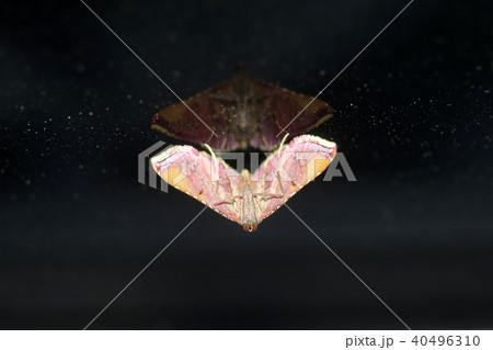 キベリトガリメイガ 40496310