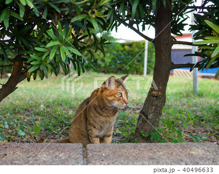 猫 ねこ ネコ 40496633
