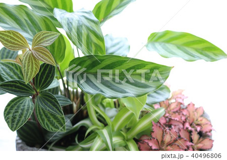 観葉植物 40496806