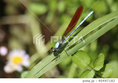 アサヒナカワトンボ アサヒナカワトンボ 40497182