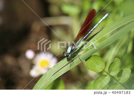 アサヒナカワトンボ 40497183