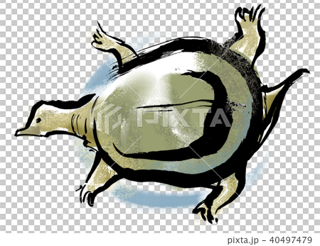 Turp 40497479