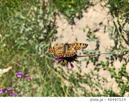 Melitaea athalia Melitaea athalia 40497524