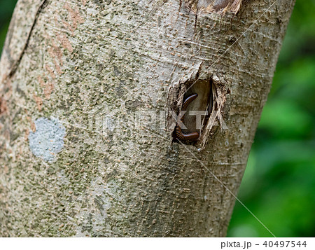 自然 天然 ナチュラル 40497544