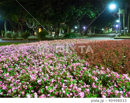 台湾 草 芝生 40498033