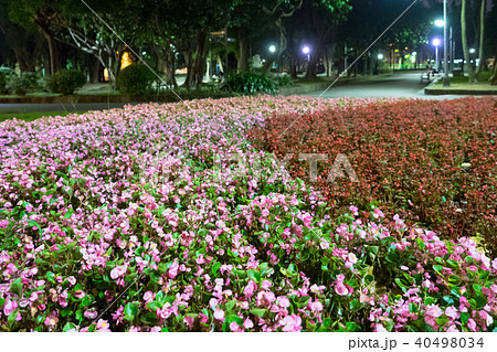 台湾 草 芝生 40498034