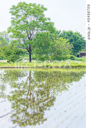 田植えで水が入った美しい水田 田植えで水が入った美しい水田 40498709