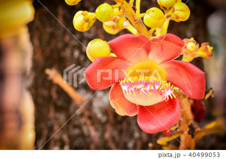 Sal flowers with bokeh background 40499053