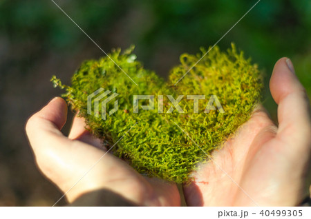 heart shaped moss in hand 40499305