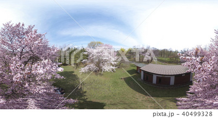 満開の桜（360°VR素材） 40499328