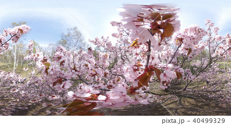 満開の桜（360°VR素材） 40499329
