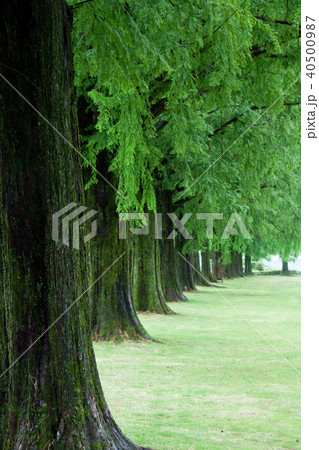 朝の公園風景 40500987
