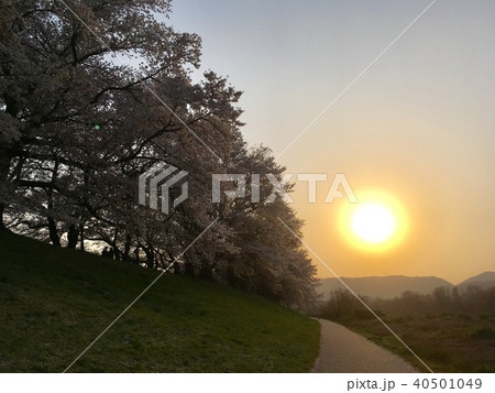 背割堤の夕陽 40501049