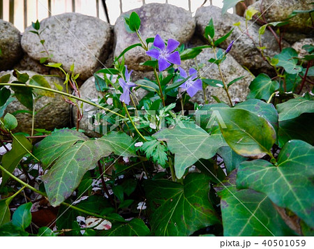 purple flower 40501059