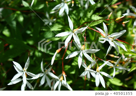 ミツバシモツケ ミツバシモツケ 40501355