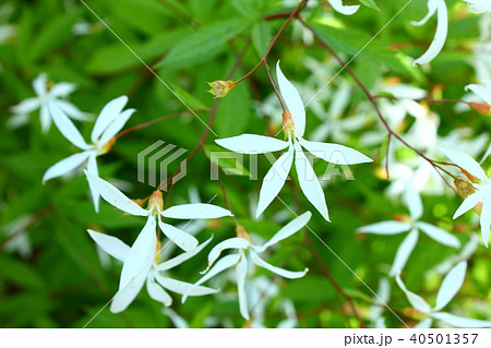 ミツバシモツケ 40501357