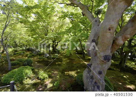 円光寺庭園 40501530