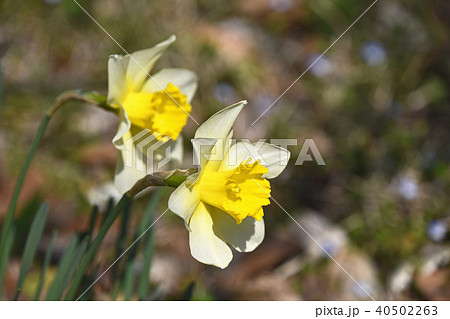 ラッパズイセン ラッパズイセン 40502263