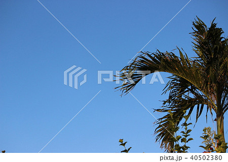 やしの木 40502380
