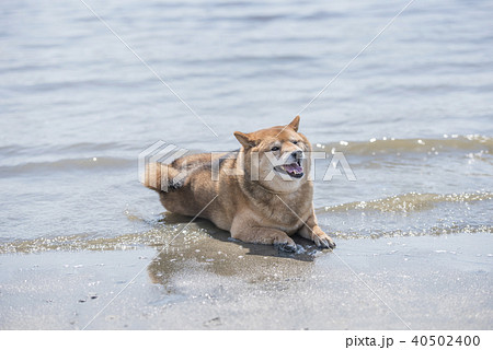 柴犬 海 水 気持ちいいの写真素材