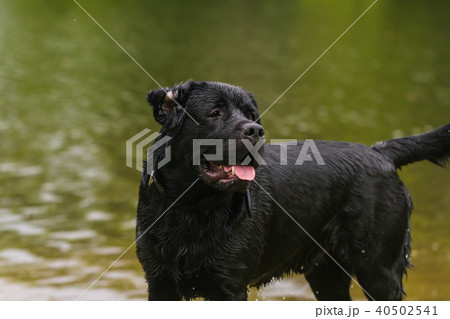 big black dog labrador 40502541