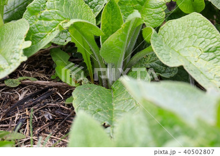 葉っぱだけのコンフリー 40502807